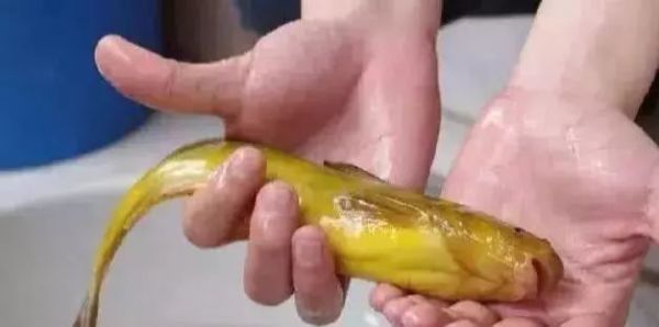 常见|7种河里正在消失的野味,第3个很常见,最后一种价格有点小贵