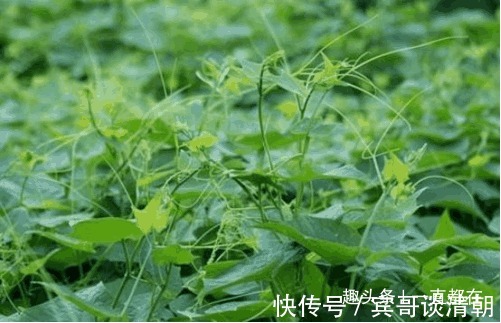 高血压|秋季多吃一点野菜，有治疗心脏病、高血压、血管硬化以及抗癌作用