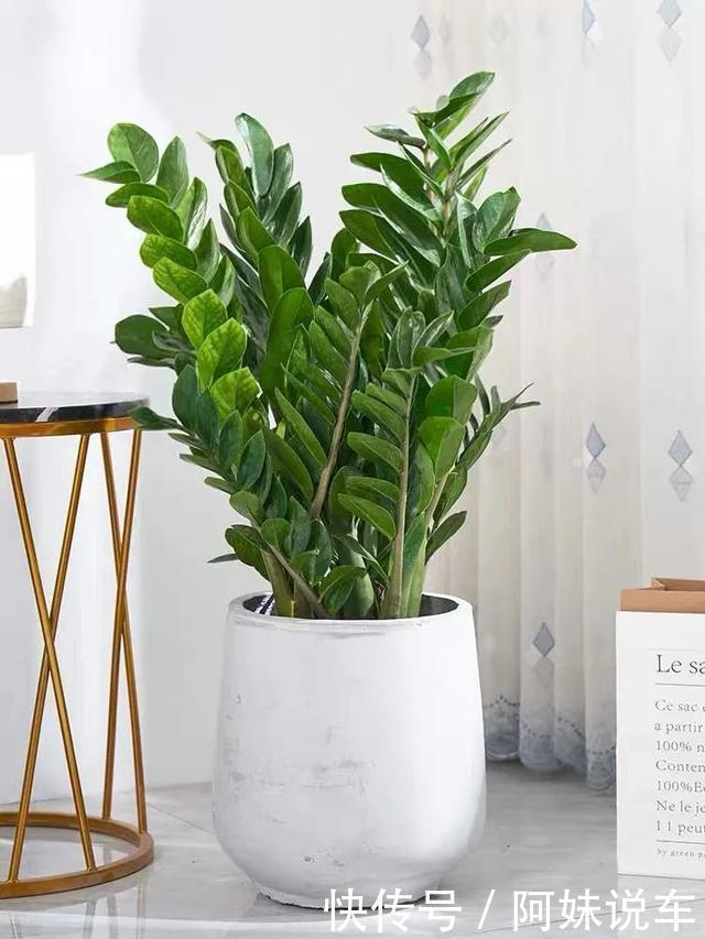 客厅养花就选这六种，寿命长、寓意好，省心又好养，你家养了几种