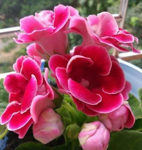 富贵又招财的几种花，鸿运当头，添福添财，从年头旺到年尾