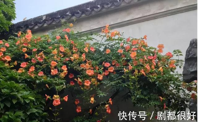 爬藤植物|花开一面墙,花落一路香,一棵爬藤植物的花海