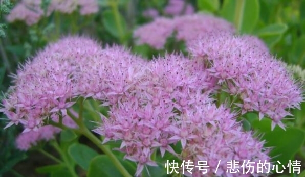 造型|喜欢养花,就养这几款,造型优雅独特,花儿开成团