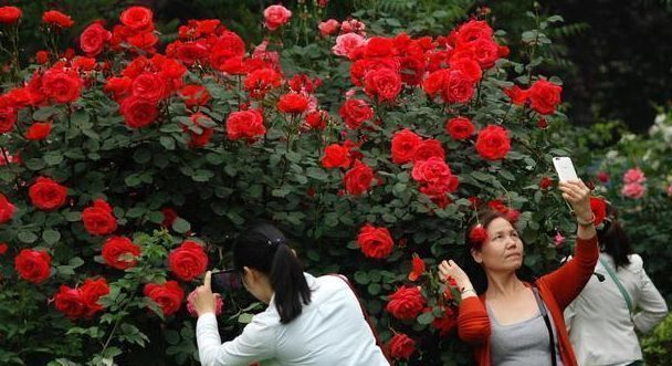 月季|我国独有花卉，花开200天，再贵也要种1棵，号称“天下第一美”