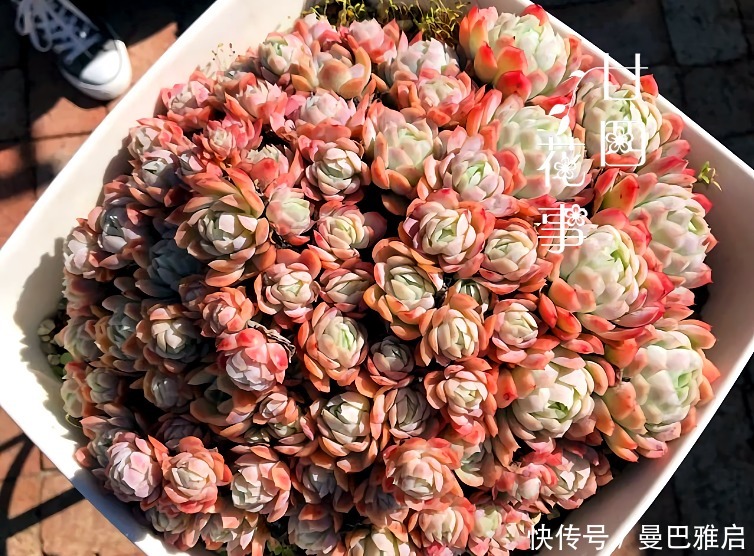 9种多肉小巧精致,易出状态爱群生,浓妆淡抹总相宜,适合女生