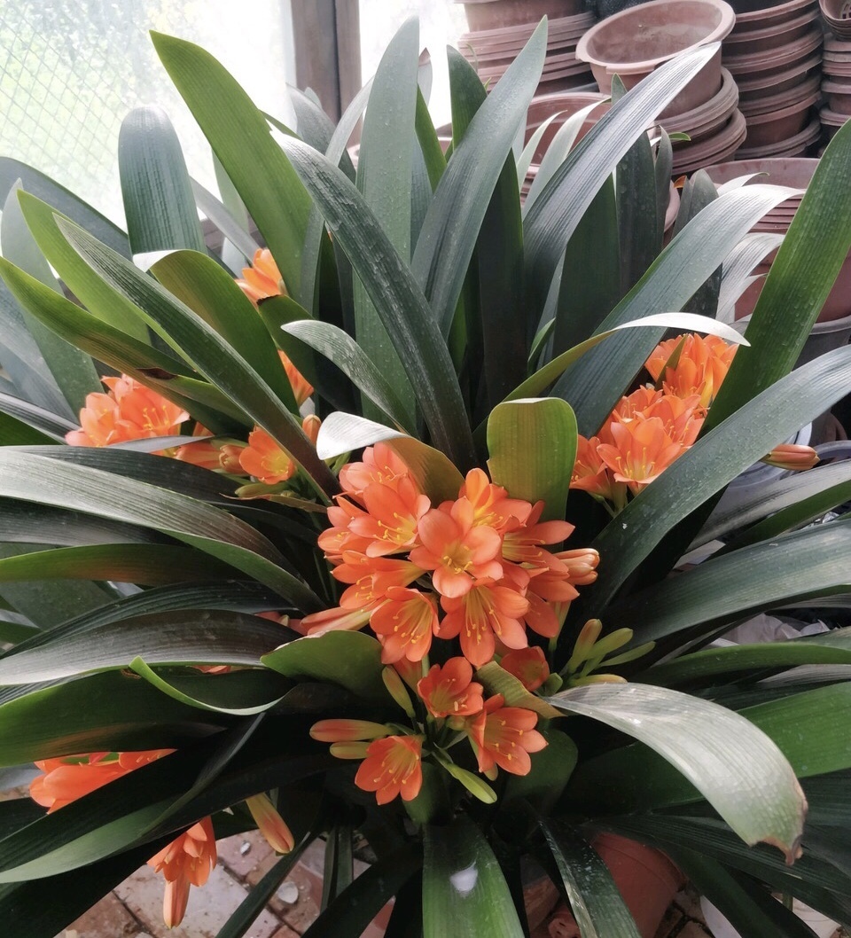 教你自制2种“生根水”，养花浇盆里，嗖嗖长爆盆，啥花都好用