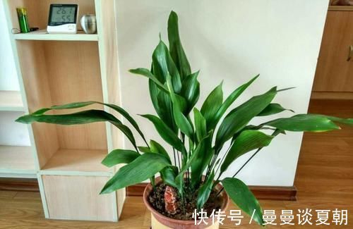 一叶兰|卫生间里面味?那就养几种植物,既耐阴又可以祛味!
