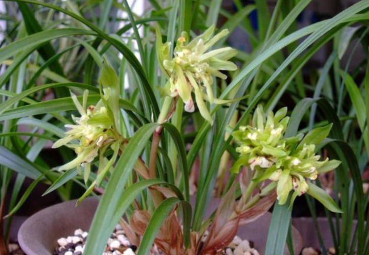 4种花比香水还好闻,花色鲜艳明亮,姿态优美,开花勤还爱爆盆