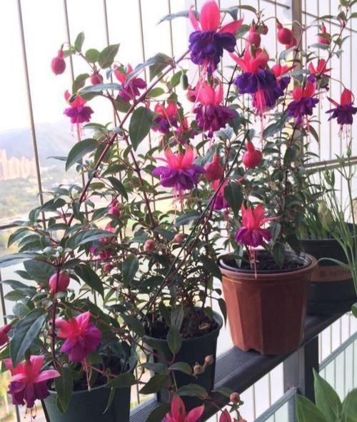 养了一盆花，挂满各种“小花灯”，喜欢春秋天，夏天“度夏死”