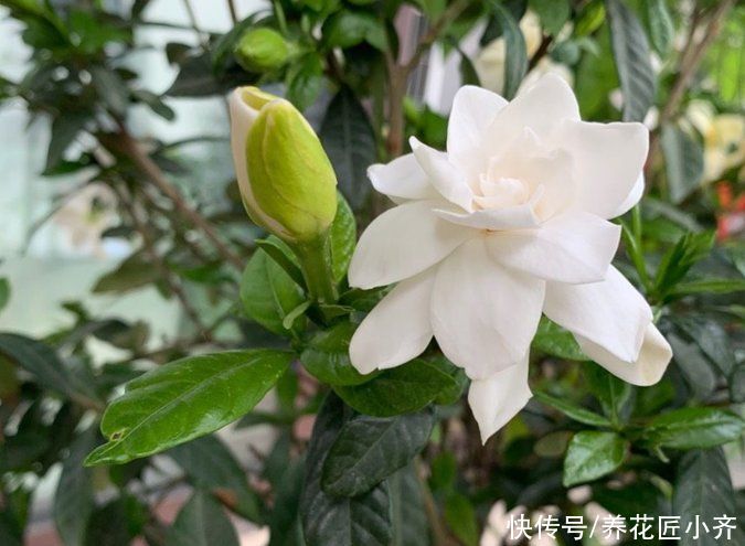 秋季|如果想要栀子花明年开花，秋季做好“5不1对”，春季花开满枝头
