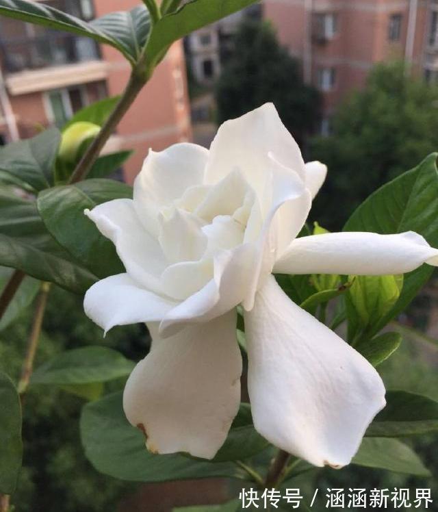 花蕾|买回来不久的栀子花换盆后掉花蕾,叶脉绿色叶片发黄怎么办