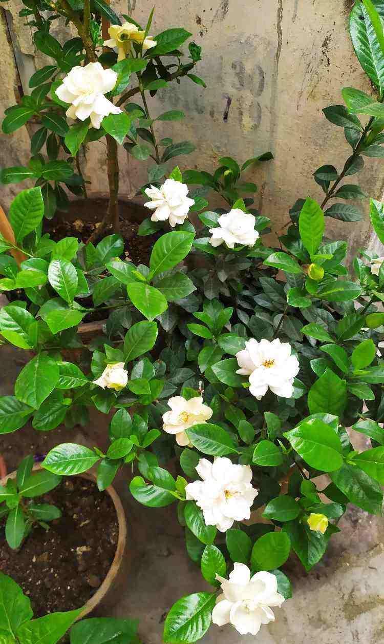 春天拿松针松果壳养花,没干“2件事”,往土里埋只会害花