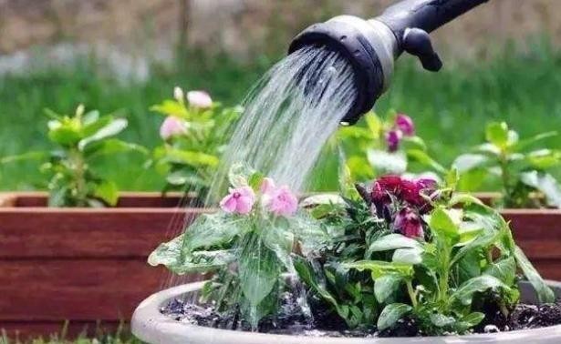 明白|别人的浇水“技巧”不烂根,但是不一定适合你!要明白关键才行!