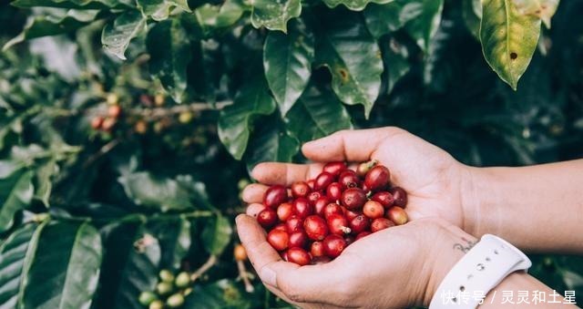 喝咖啡|如果你想喝咖啡,你必须在杯子里加点甜味