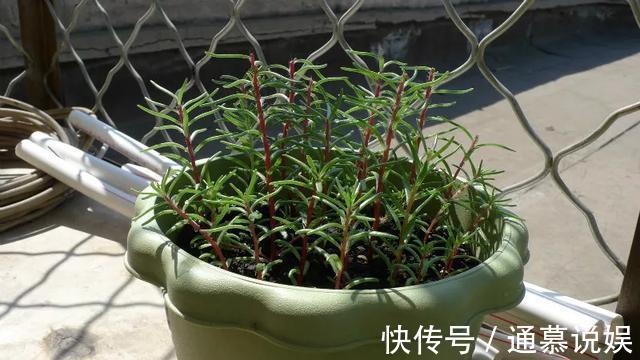 长势|咋“折腾”都不死的4种花，越修剪越旺，很难养死