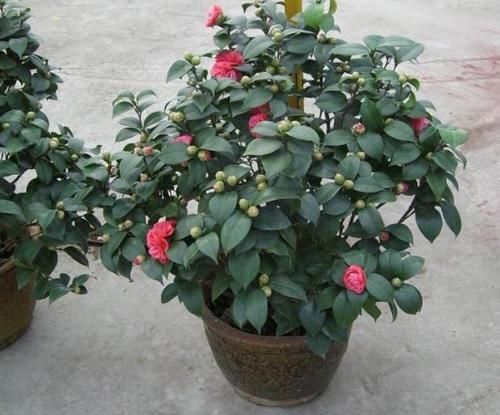 这些垃圾废料拿来养花,你以为是“青铜”,结果全是“王者”