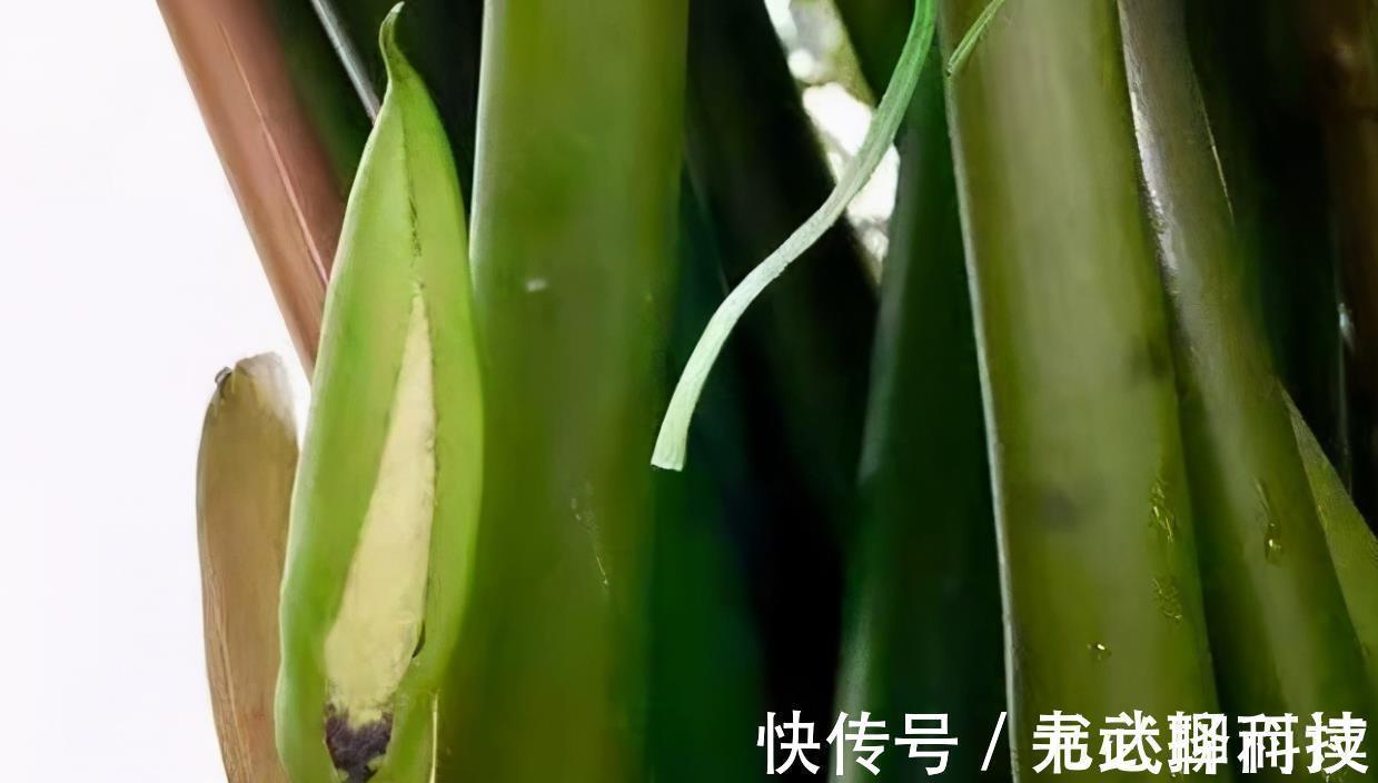 4种树,花开富贵“好兆头”,难得一见,看看你家有吗?