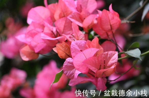 34种常见花草耐冻极限温度,哪些该搬到室内养,一清二楚