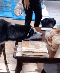 |搞笑GIF段子:不是说女追男隔层纸吗?这也太好追了吧,哈哈哈哈