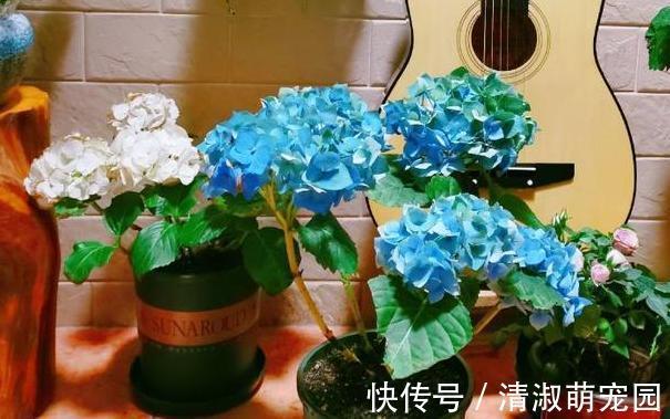 养花浇水是技术活：盆栽远离5种水，植物伤亡少、花友不走弯路