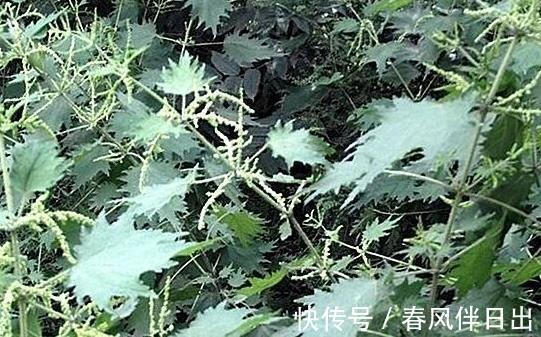 農村|農村常見的一類草，又稱“咬人草”，可祛濕止咳，改善月經不正常