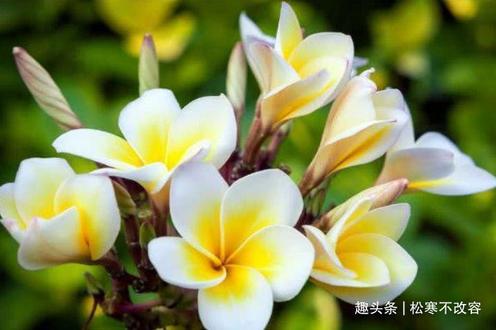 此款花卉,花艳易爆盆,养上一盆四季欣赏,好养活还不贵