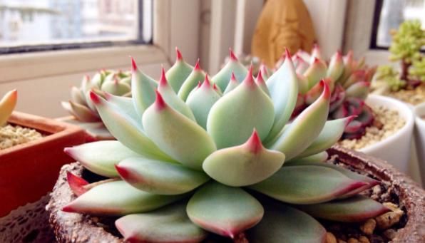 丢掉这些“废弃物”，养花损失可就大了