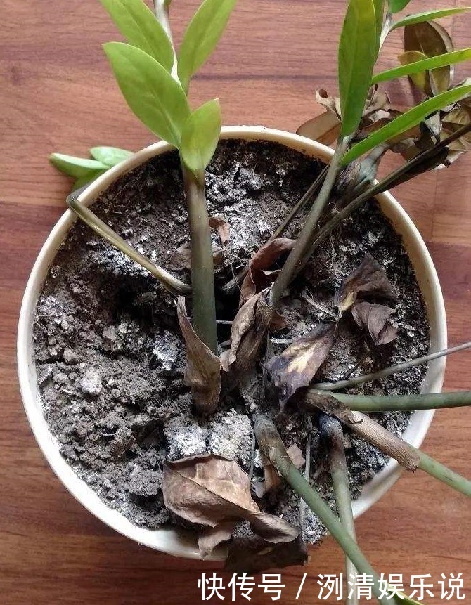 烂根|养金钱树发财树,平时多做1个“小动作”,烂根早知道、早预防