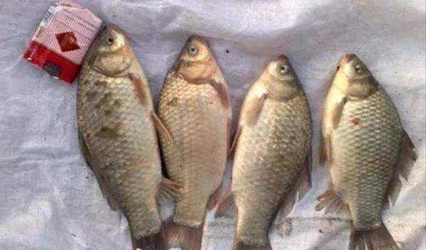 别不服气!冬天还得这样钓,简单几招,钓一次哪能够