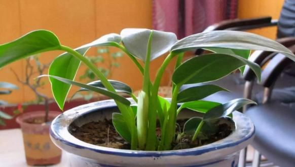 爱养花，先从这4个方面出发，防范盆栽日常患上病虫害吧