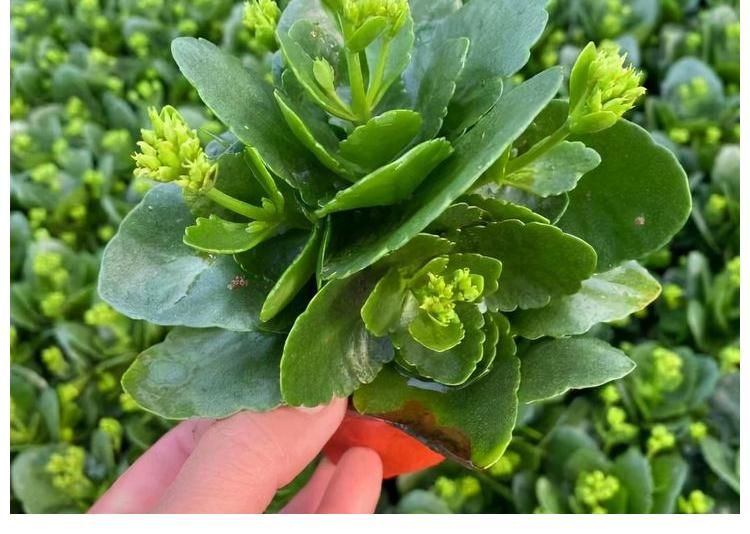 阳台上|冬季养长寿花,记住2点,叶肥厚油绿、花苞多花色美、灿烂盛开