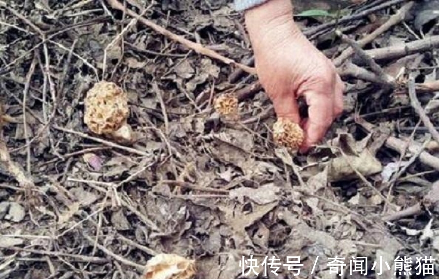 山地|山地里长出“干珊瑚”，治愈恶性肿瘤千金难买，还可抑制肥胖