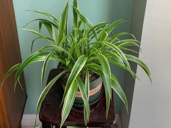 蟹爪兰|长寿花换盆，切忌越换越大，一直用小盆养才好！