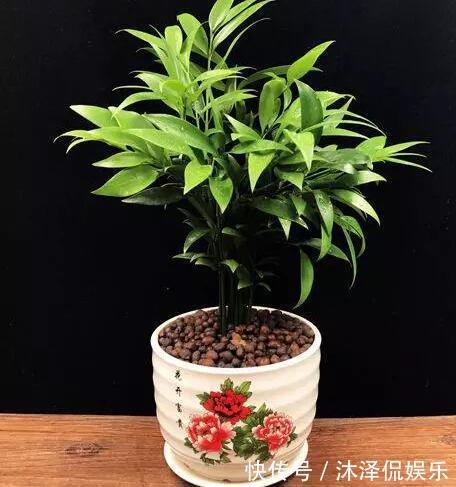 卧室放什么植物盆栽好给你推荐8款不用费心了，净化空气没烦恼!