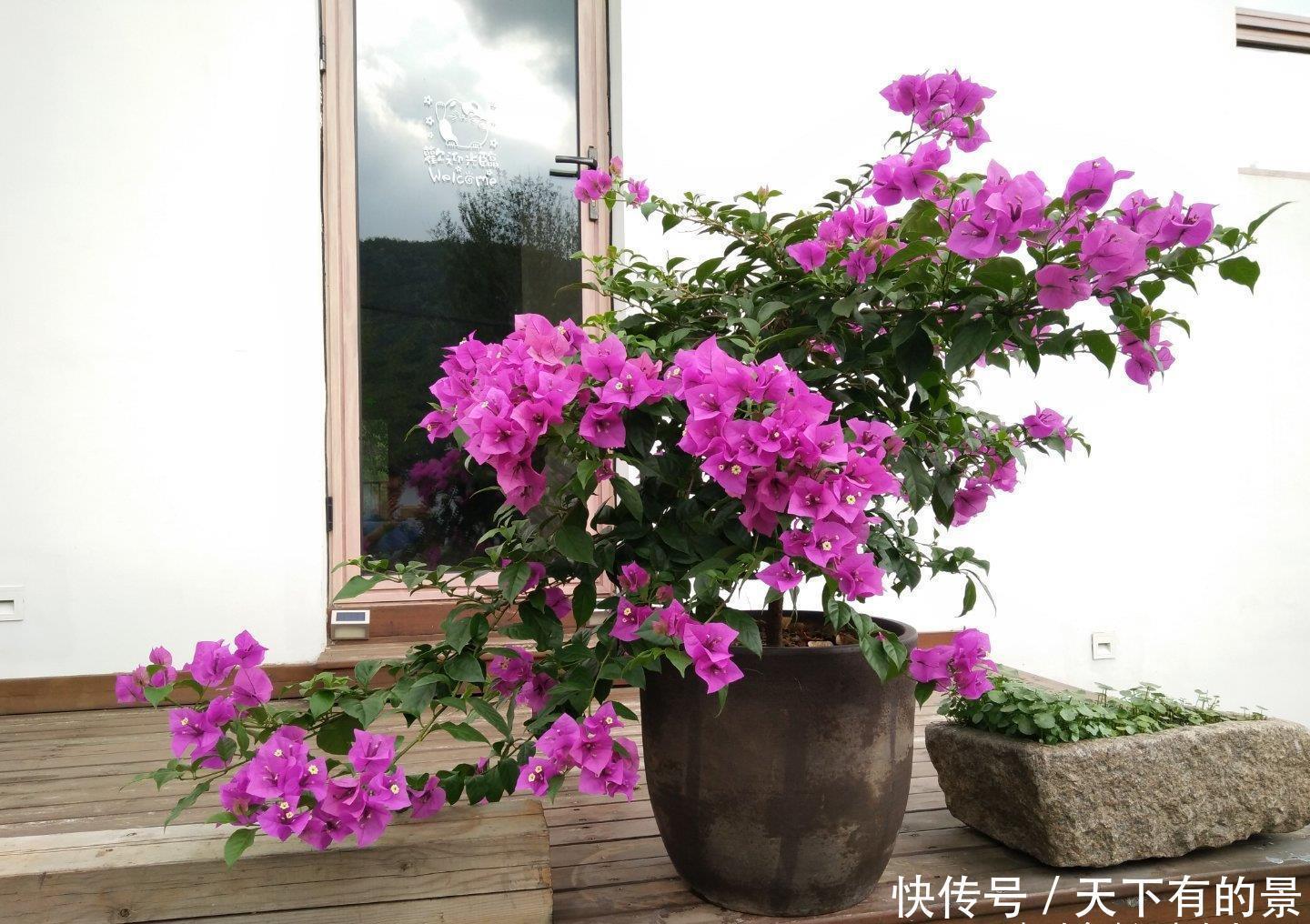 一片叶子一簇花,花量比叶密,难怪在阳台,它站C位