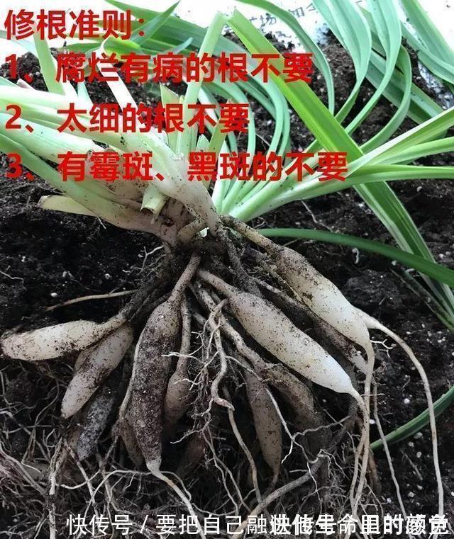 兰花|秋凉后，养3种花，最好换盆、换土，到时候不开花、黄叶