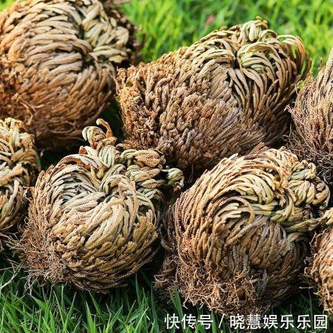 九种“养不死”的花,绿萝只能排最后一名,再养不活只能买假花了