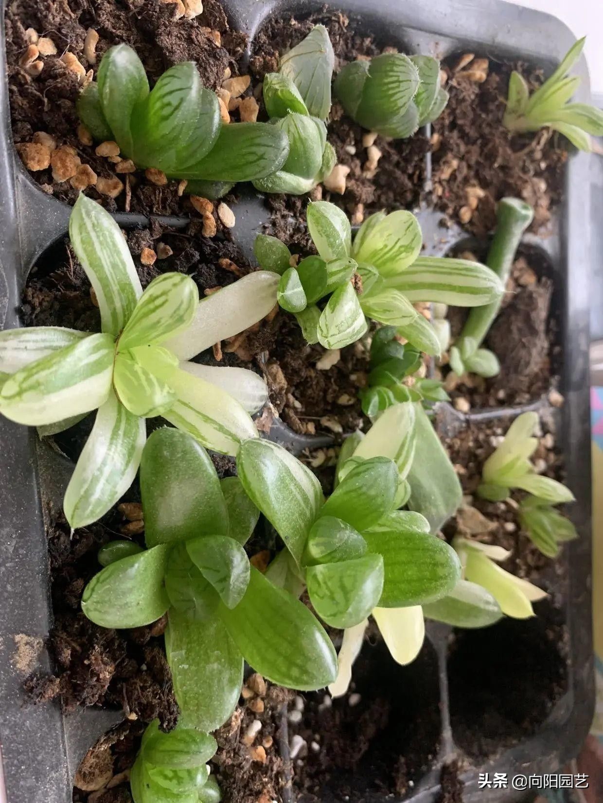 苗子|玉露也能叶插，时隔大半年，叶插成功了，分享扦插全过程