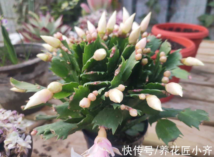 秋季养蟹爪兰做到“3不缺”,叶片肥厚繁茂,想开花只需调整2点