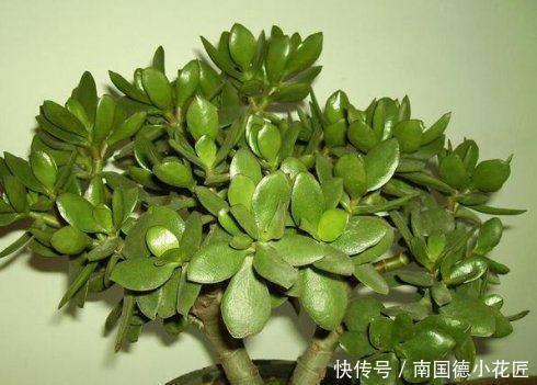 一大|这些神奇的花,掐个叶片就发芽,眨眼就是一大盆,开花特漂亮