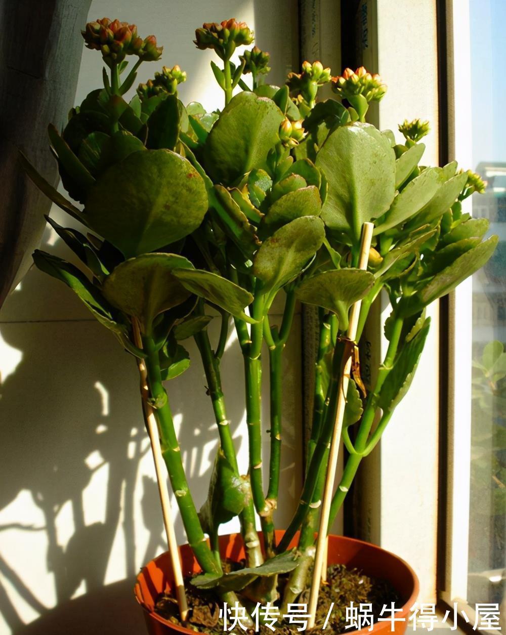 这5种花的养护方法，日照水肥处理好，花就长得好