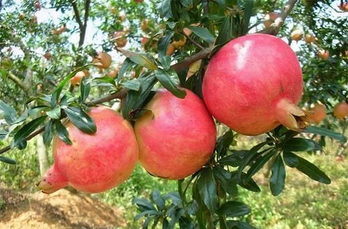 食物|聰明人都在吃3種食物，營養(yǎng)豐富、延緩衰老，好吃又健康！