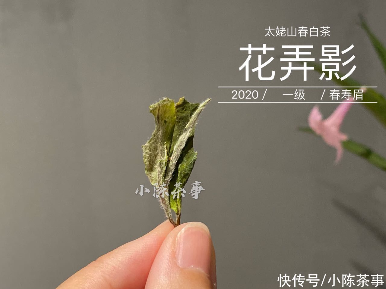 茶梗|谷雨白牡丹、小雪牡丹、巧克力味白茶，听着高大上，实是劣质品