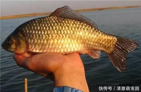 饵料|钓鲫鱼久不发窝,不妨试试这几种打窝方式,鱼口马上会有变化