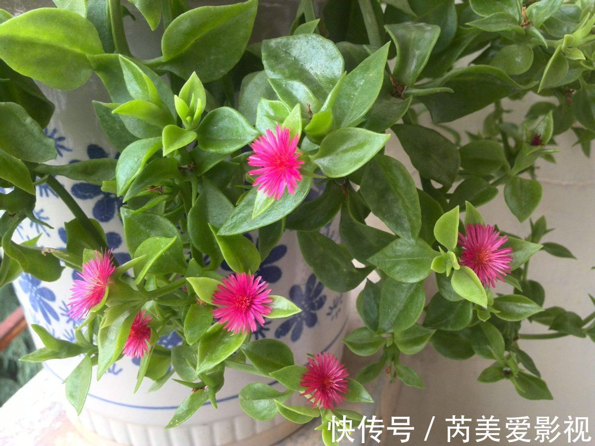 油画|养花光养吊兰就够了,这“5样”一个赛一个美,漂亮又好打理