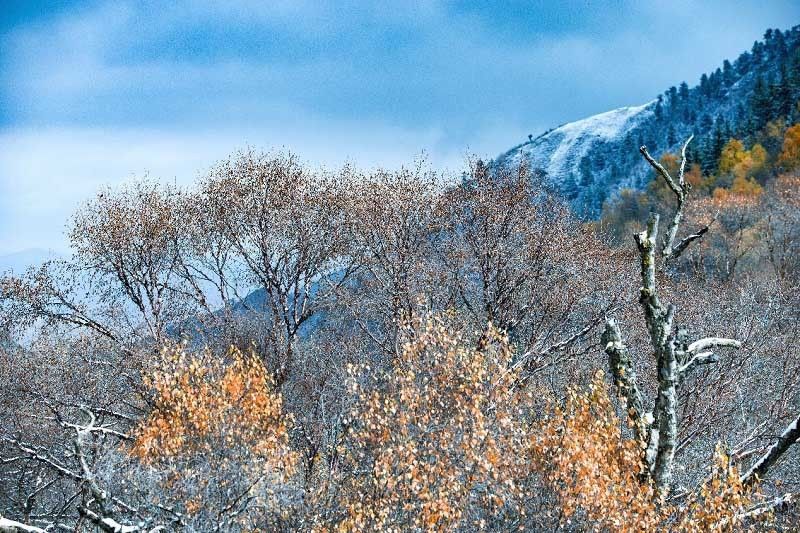 坎布拉|初雪渲染下的坎布拉国家森林公园