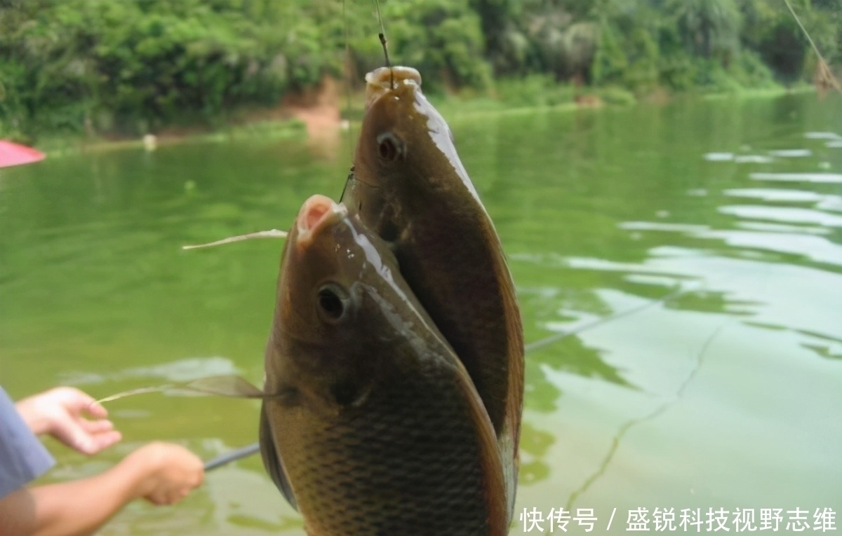 鱼口|为什么说野钓就要钓钝，这几个原因告诉你，钓钝到底有多实用