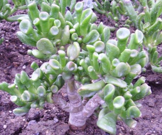 多肉吸财树天热怎么养掌握3方面,翠绿的叶子''红''了