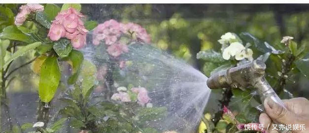 家里这几种花,哪怕干得“打蔫”,也不要往叶子喷水,否则只剩下花盆