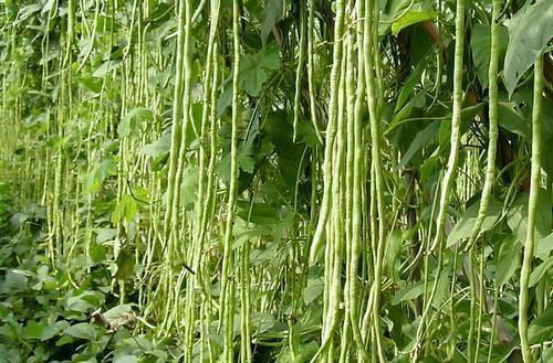 排毒养颜|女性担心老太快,可以多吃三种食物,养血益气,身体棒棒哒!