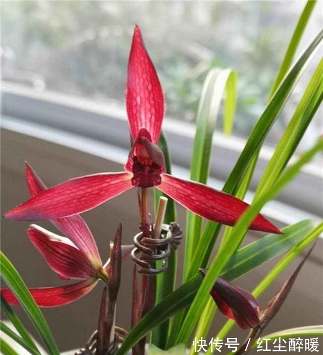 此兰花,拥有顶级“花色”跟“香味”,曾26万一苗,现物美价廉